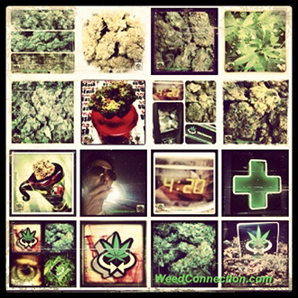 #Cannabis #Marijuana
